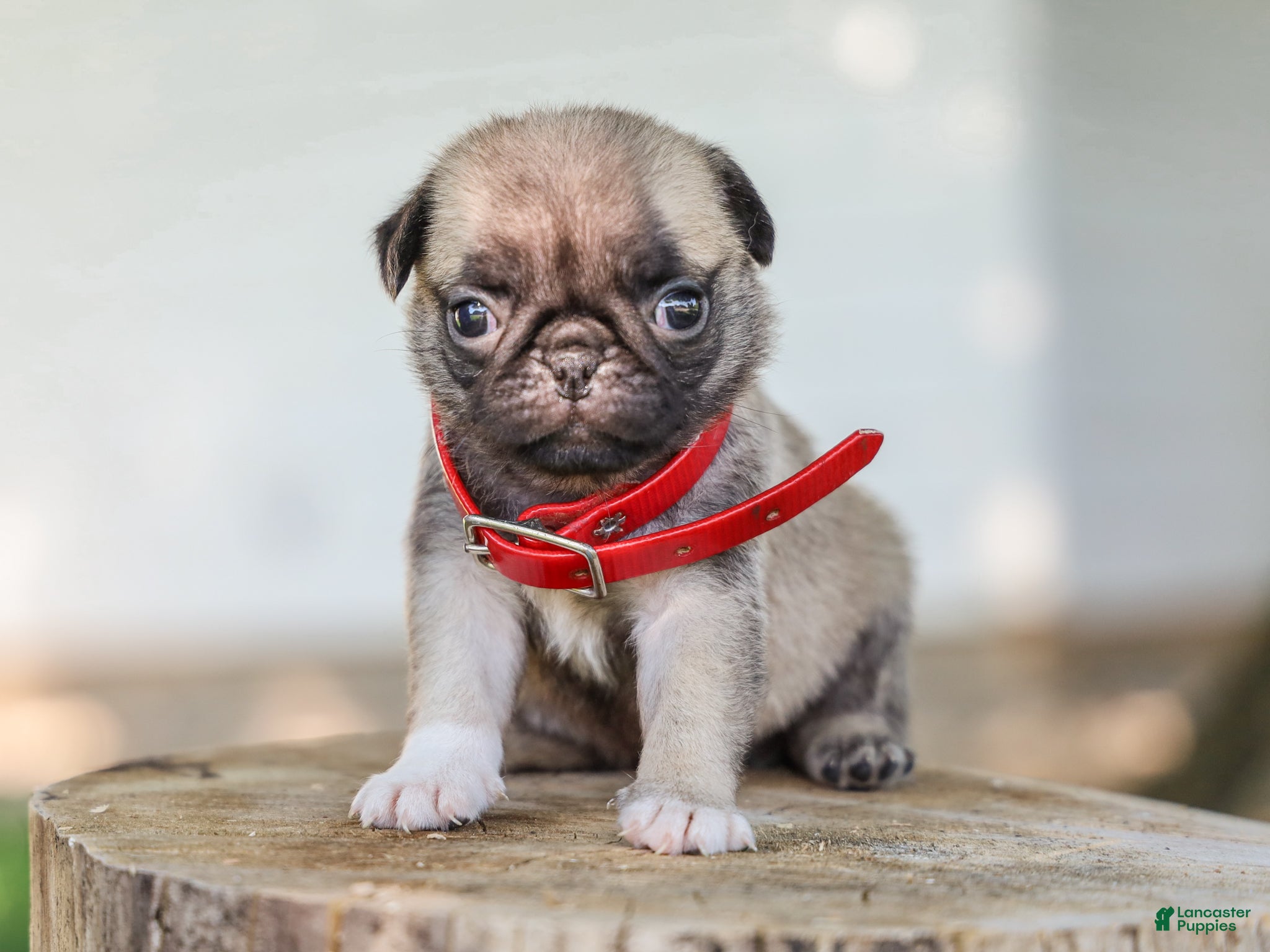 Pug dogs Alexis Purebred Pug - Ad 1