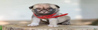 Alexis Purebred Pug