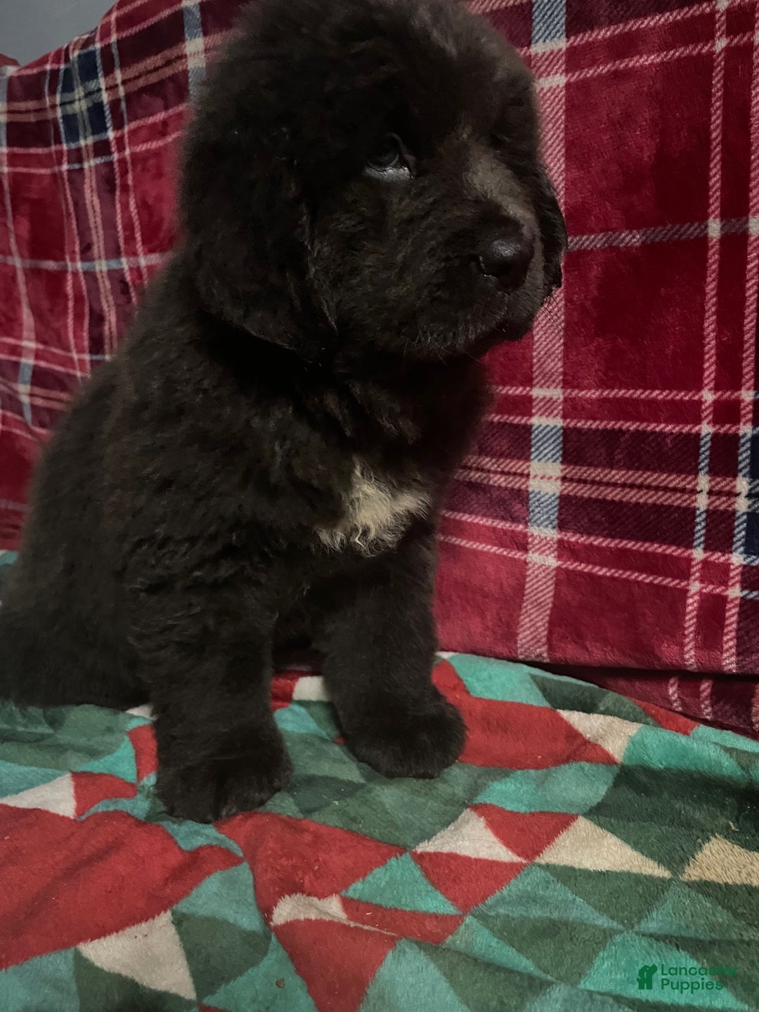 Newfoundland dogs for sale: Newfoundland Puppy 4 - Ad 6