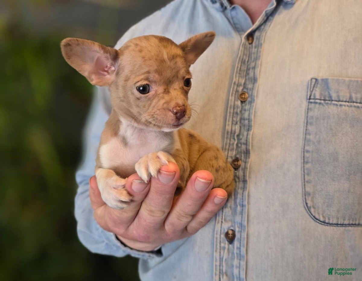 Chihuahua dogs Splash - Ad 17