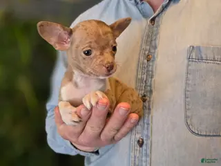 Chihuahua dogs Splash - Ad 17