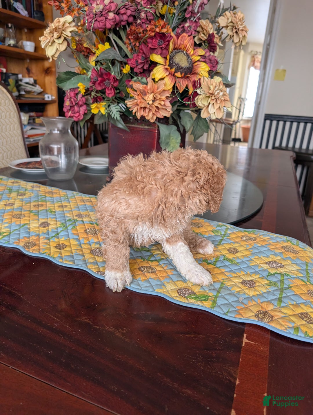 Goldendoodle dogs for sale: Bob - Ad 3