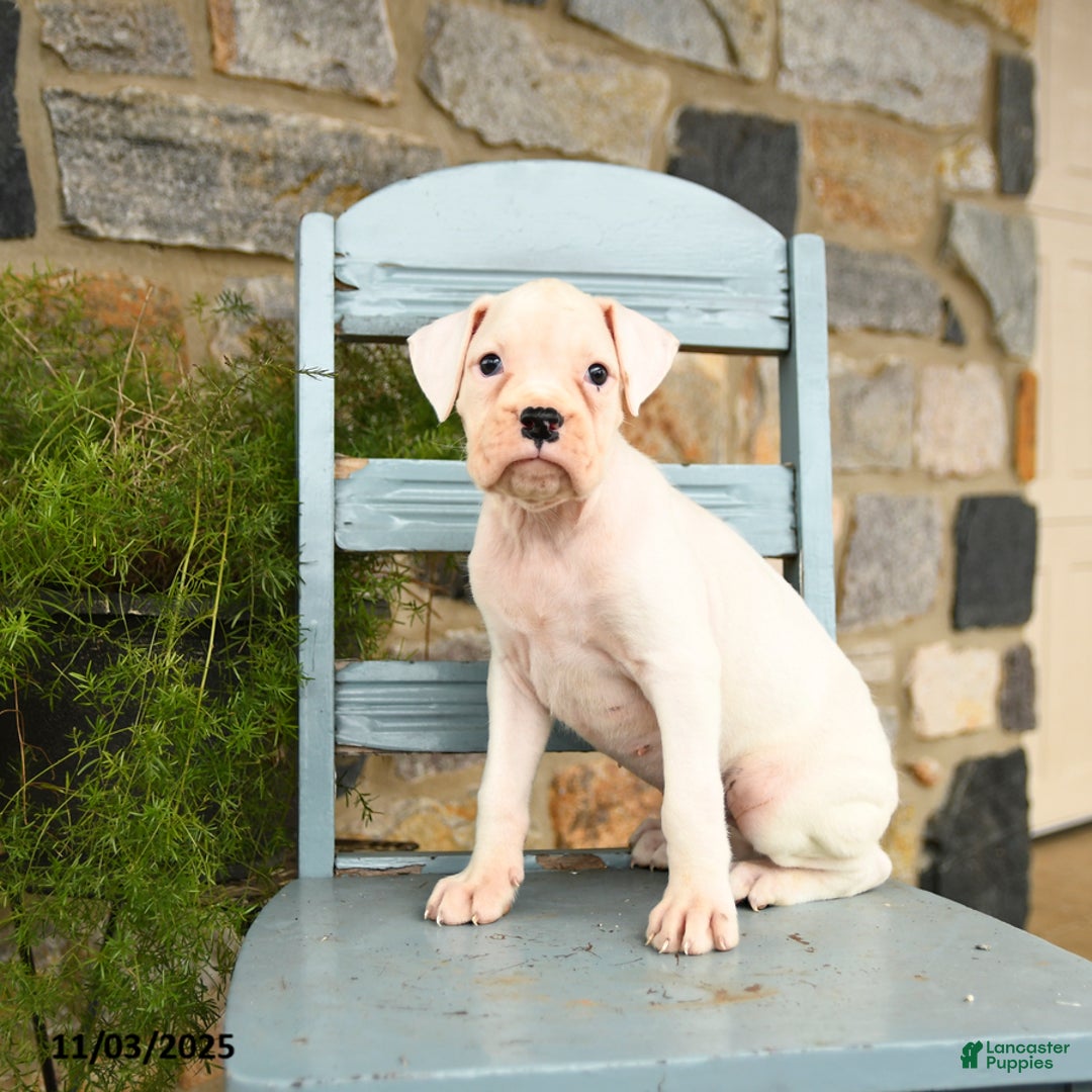 Boxer dogs for sale: Abby - Ad 4