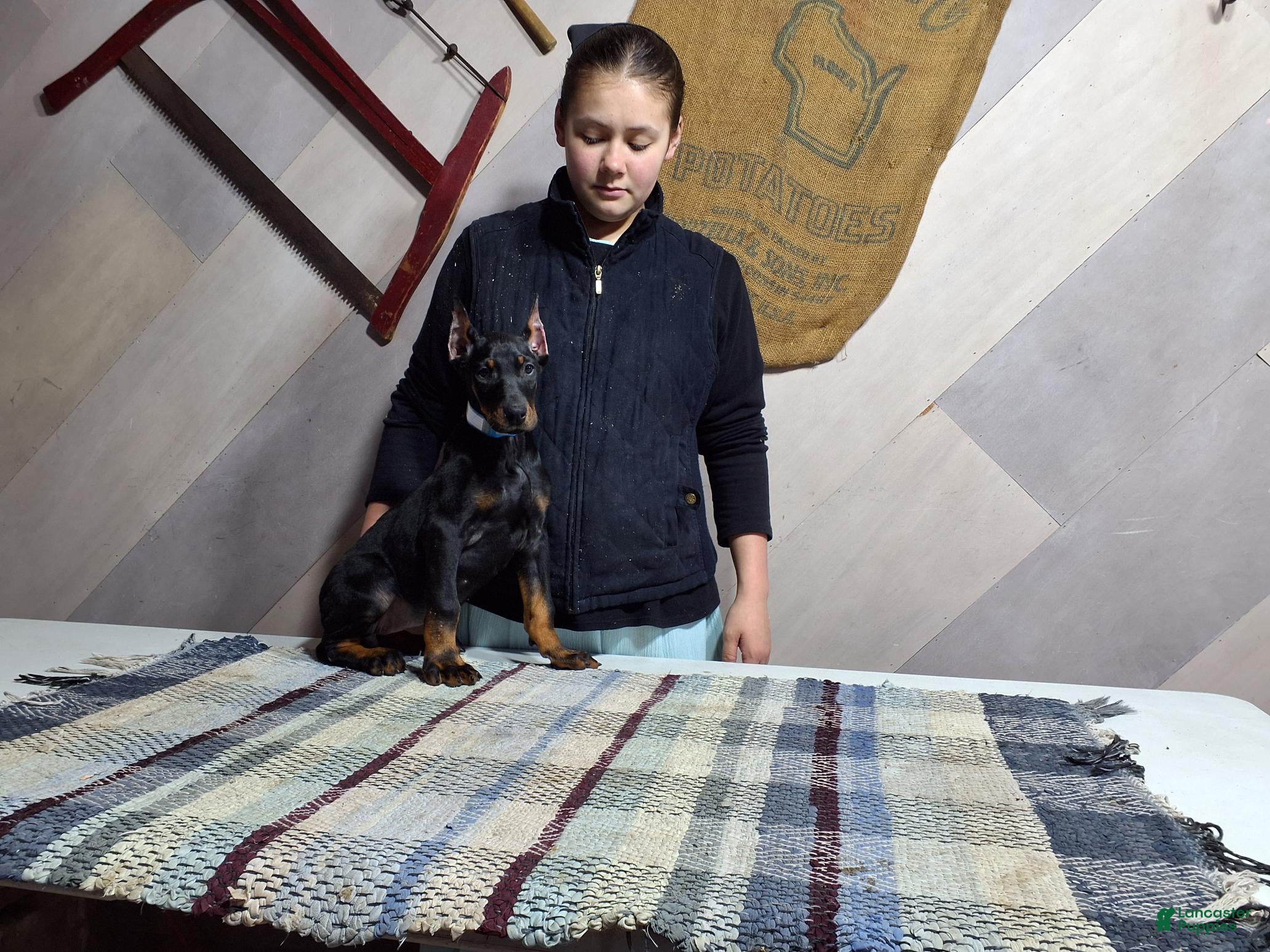 Doberman Pinscher dogs Mina - Ad 1