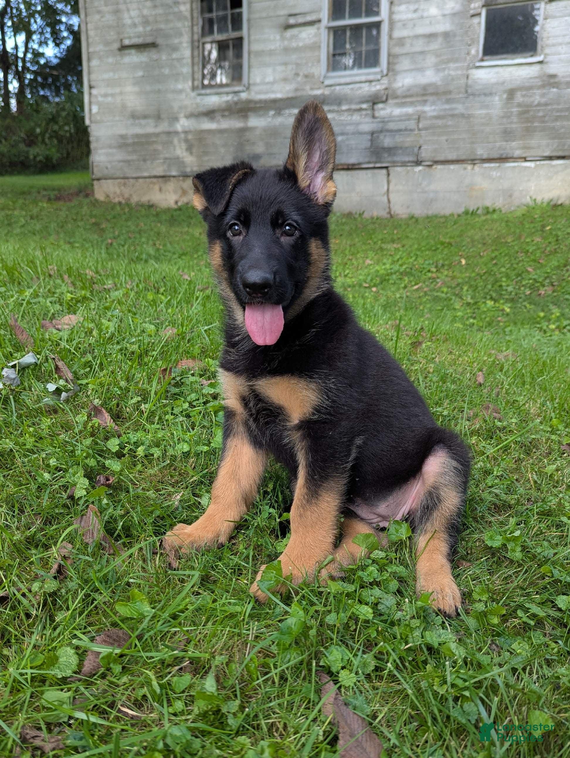 German Shepherd dogs Kali - Ad 1
