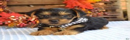 Yorkshire Terrier dogs for sale: Donner - Ad 1