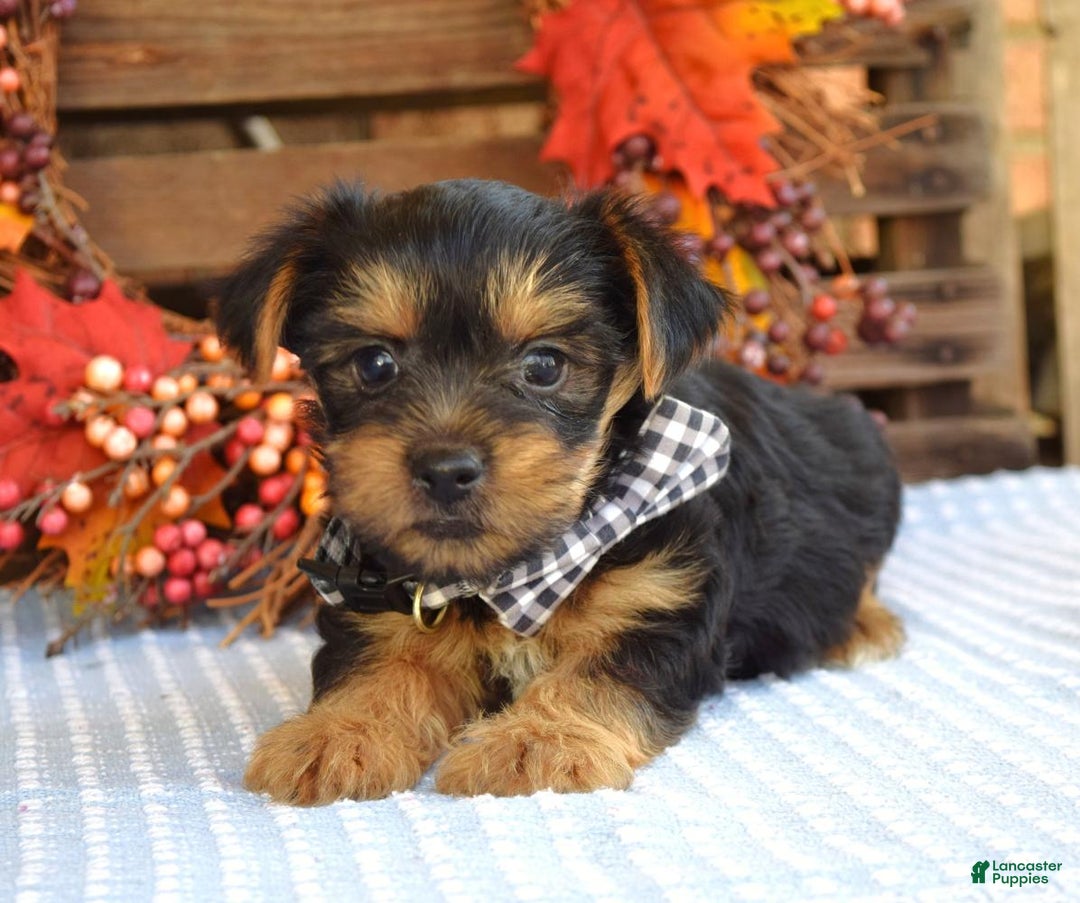 Yorkshire Terrier dogs for sale: Donner - Ad 1