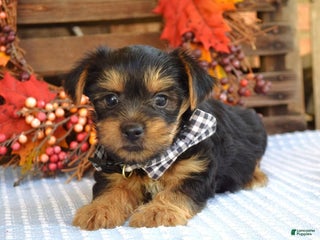 Yorkshire Terrier dogs Donner - Ad 3