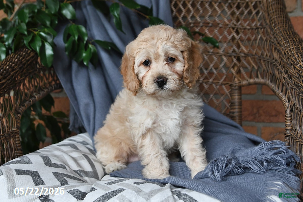 Cockapoo dogs Buttercup - Ad 1