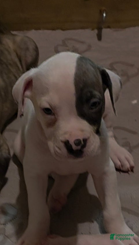 American Pit Bull Terrier dogs American Pit Bull Terrier Puppy 3 - Ad 1