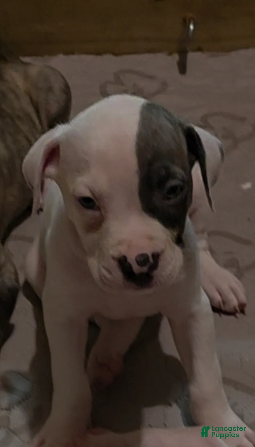American Pit Bull Terrier dogs for sale: American Pit Bull Terrier Puppy 3 - Ad 1