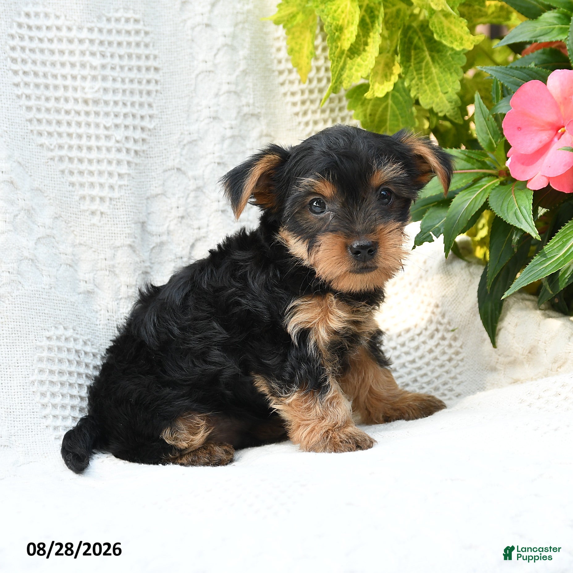 Yorkshire Terrier dogs for sale: Manny - Ad 1