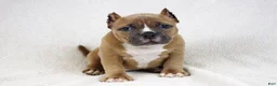 American Bully dogs for sale: Fawn Female - Ad 3