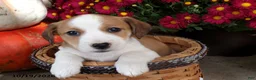 Jug dogs for sale: Cooper - Ad 1