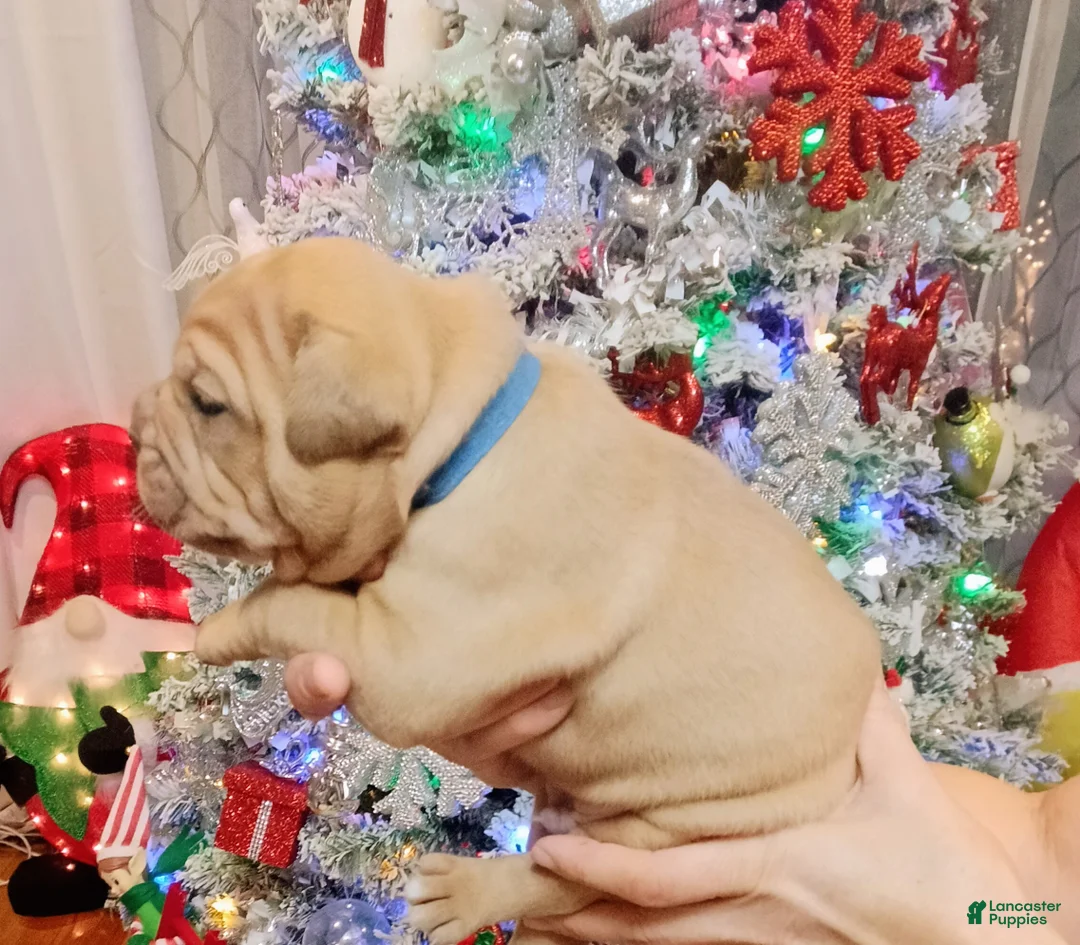 Olde English Bulldogge dogs for sale: Olde English Bulldogge Puppy 1 - Ad 2
