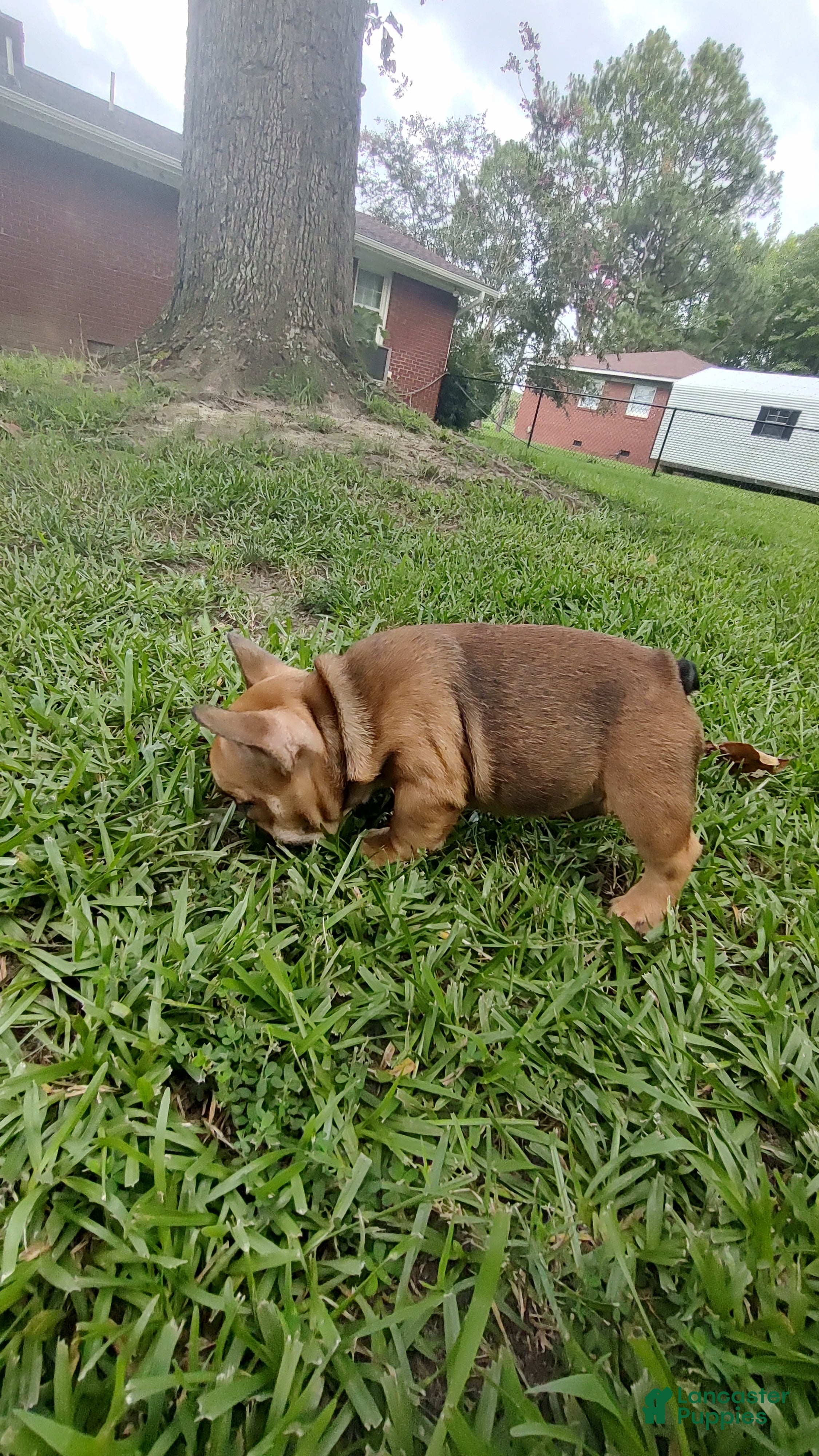 French Bulldog dogs for sale: French Bulldog 1Tyson - Ad 3