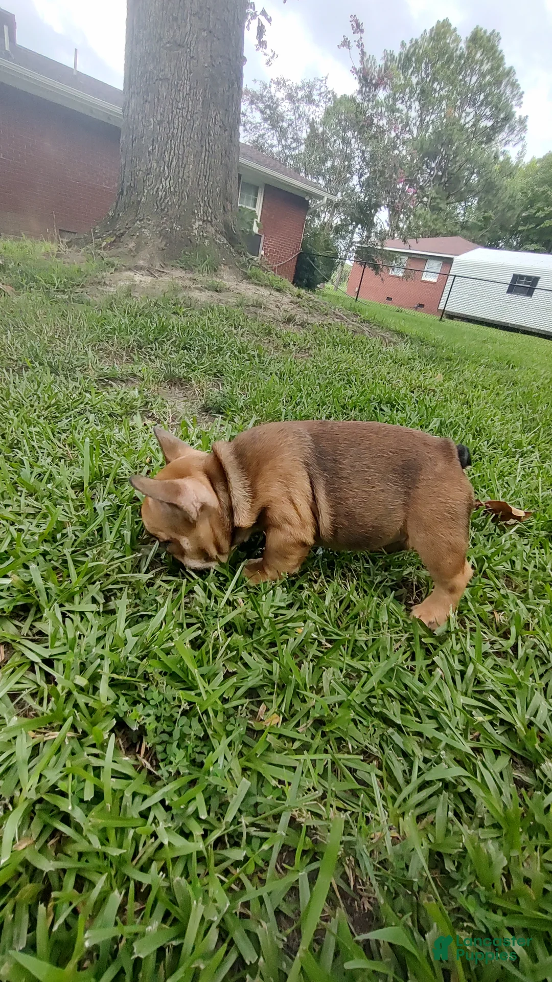 French Bulldog dogs for sale: French Bulldog 1Tyson - Ad 1