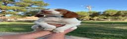 Brittany Spaniel dogs for sale: Brittany Spaniel 4 - Ad 4