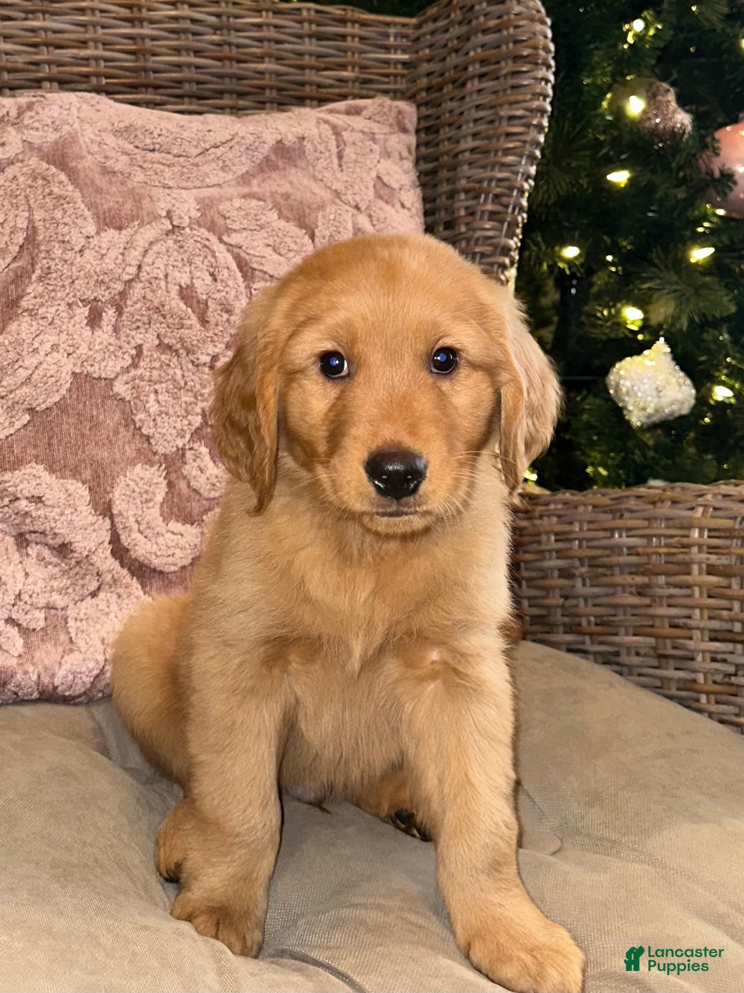 Golden Retriever dogs for sale: Golden Retriever Dark Pink Girl - Ad 11