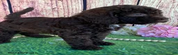 Miniature Labradoodle dogs for sale: Sierra - Ad 4