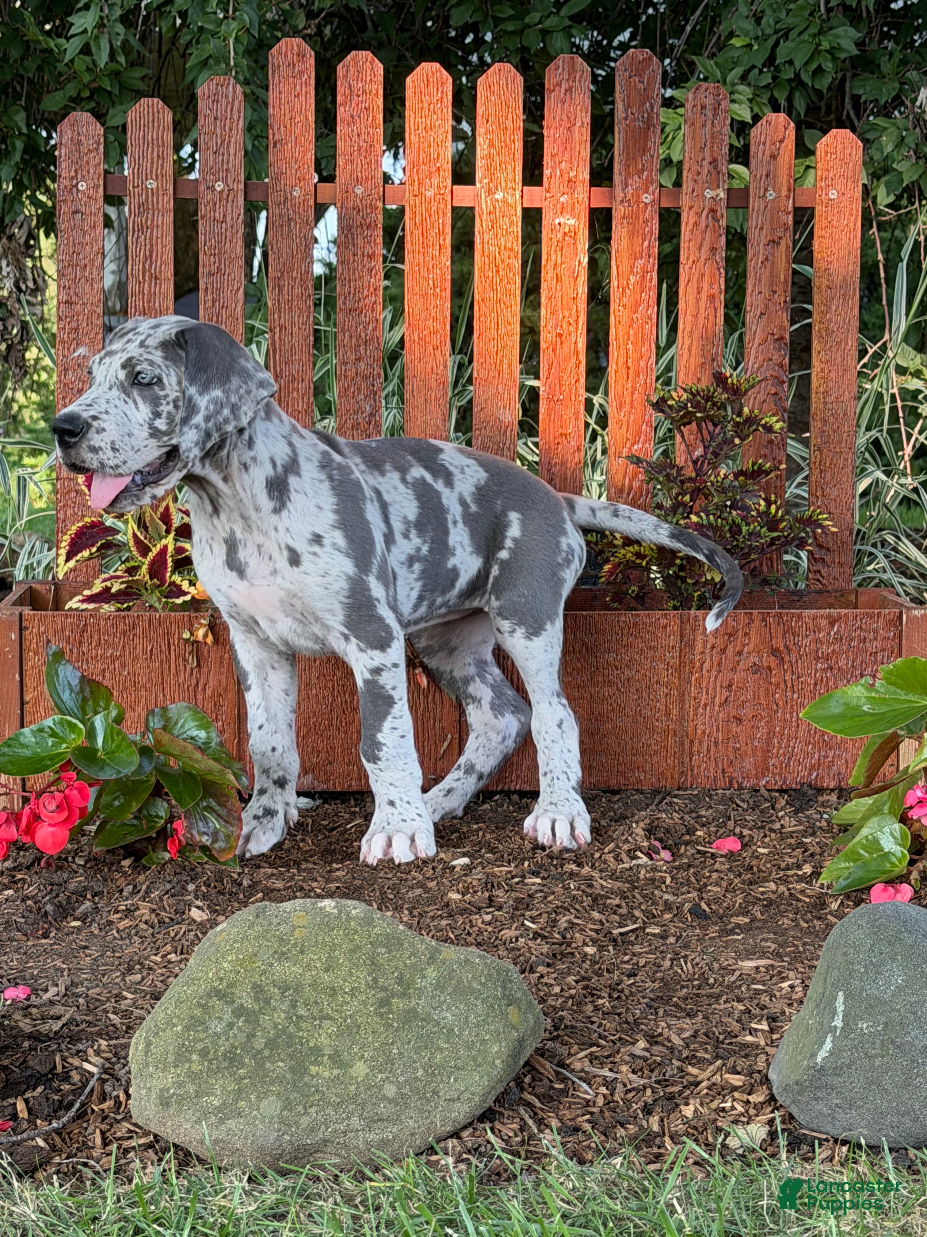 Great Dane dogs Petunia Great Dane  - Ad 2