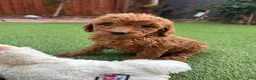 Standard Poodle dogs for sale: Daisy - Ad 5