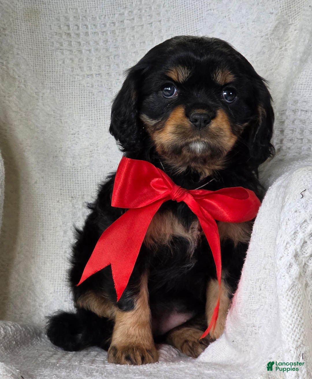 Cavalier King Charles Spaniel dogs for sale: Merry - Ad 6
