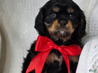 Cavalier King Charles Spaniel dogs Merry - Ad 11