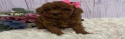 Toy Poodle dogs for sale: Petunia - Ad 4