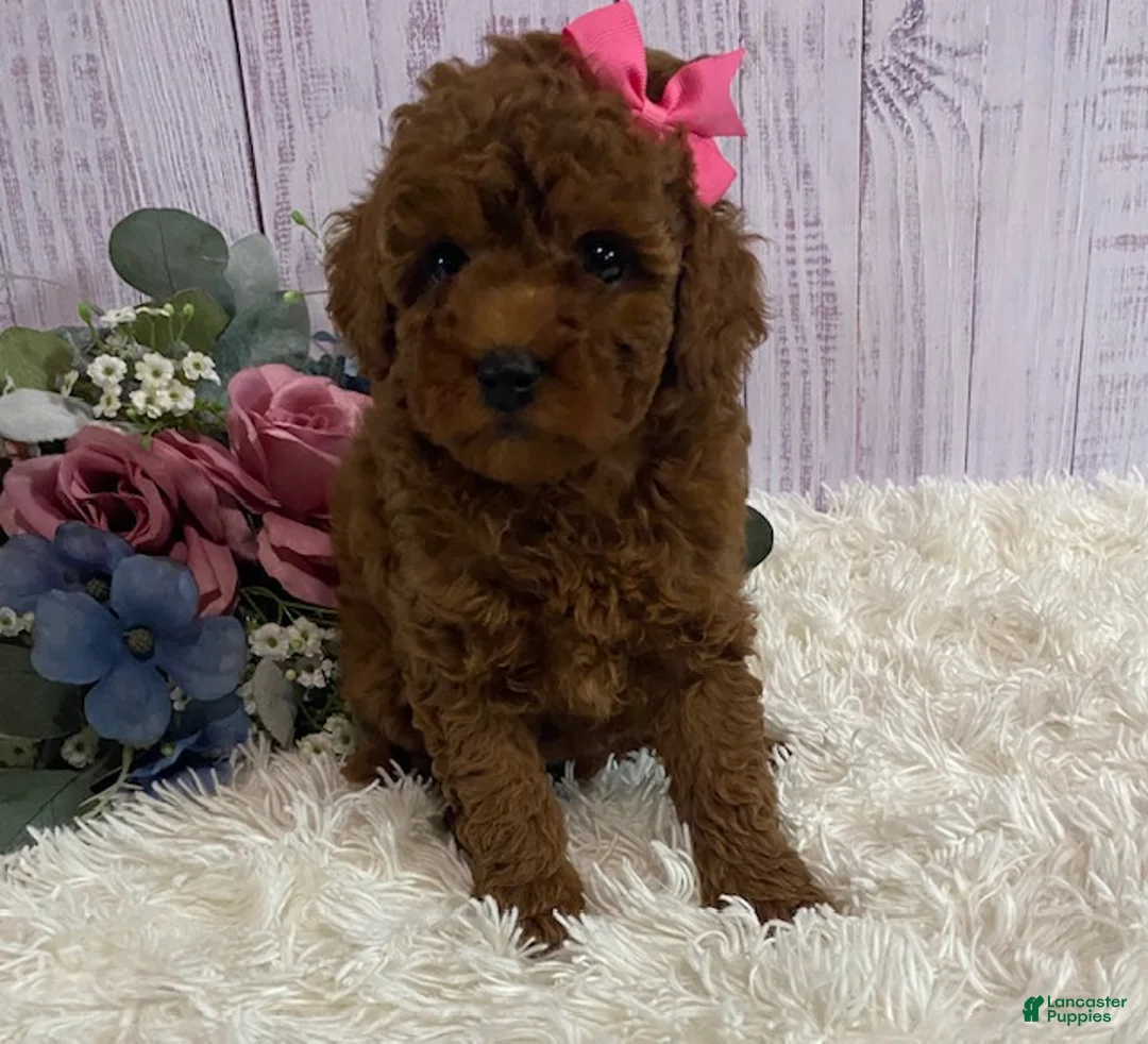 Toy Poodle dogs for sale: Petunia - Ad 4