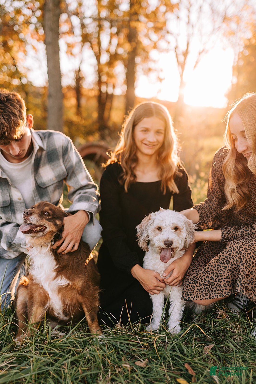 Mini Aussiedoodle dogs Tate - Ad 2