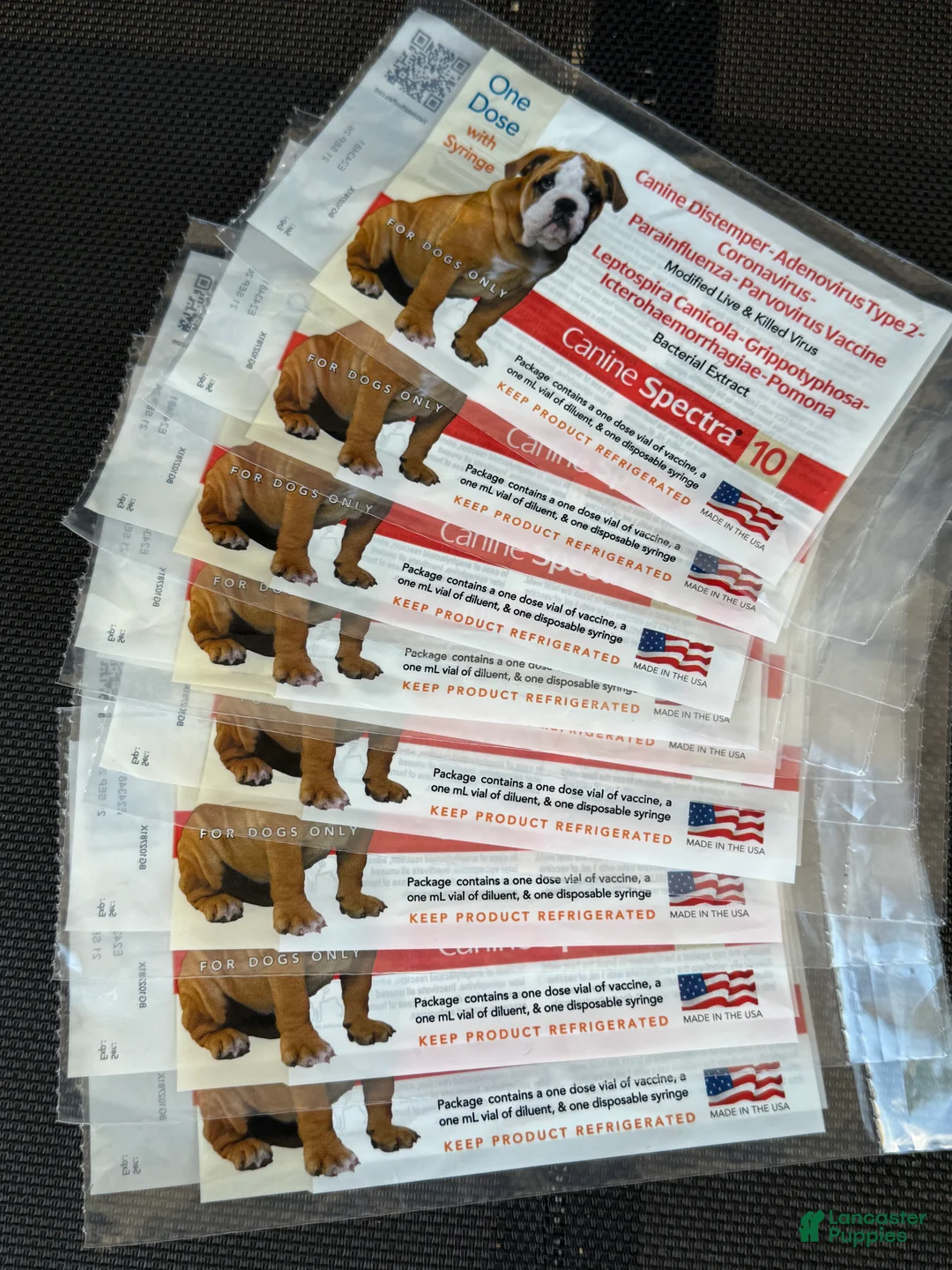 Mixed Breed dogs for sale: Mixed Breed Puppy 8 - Ad 3