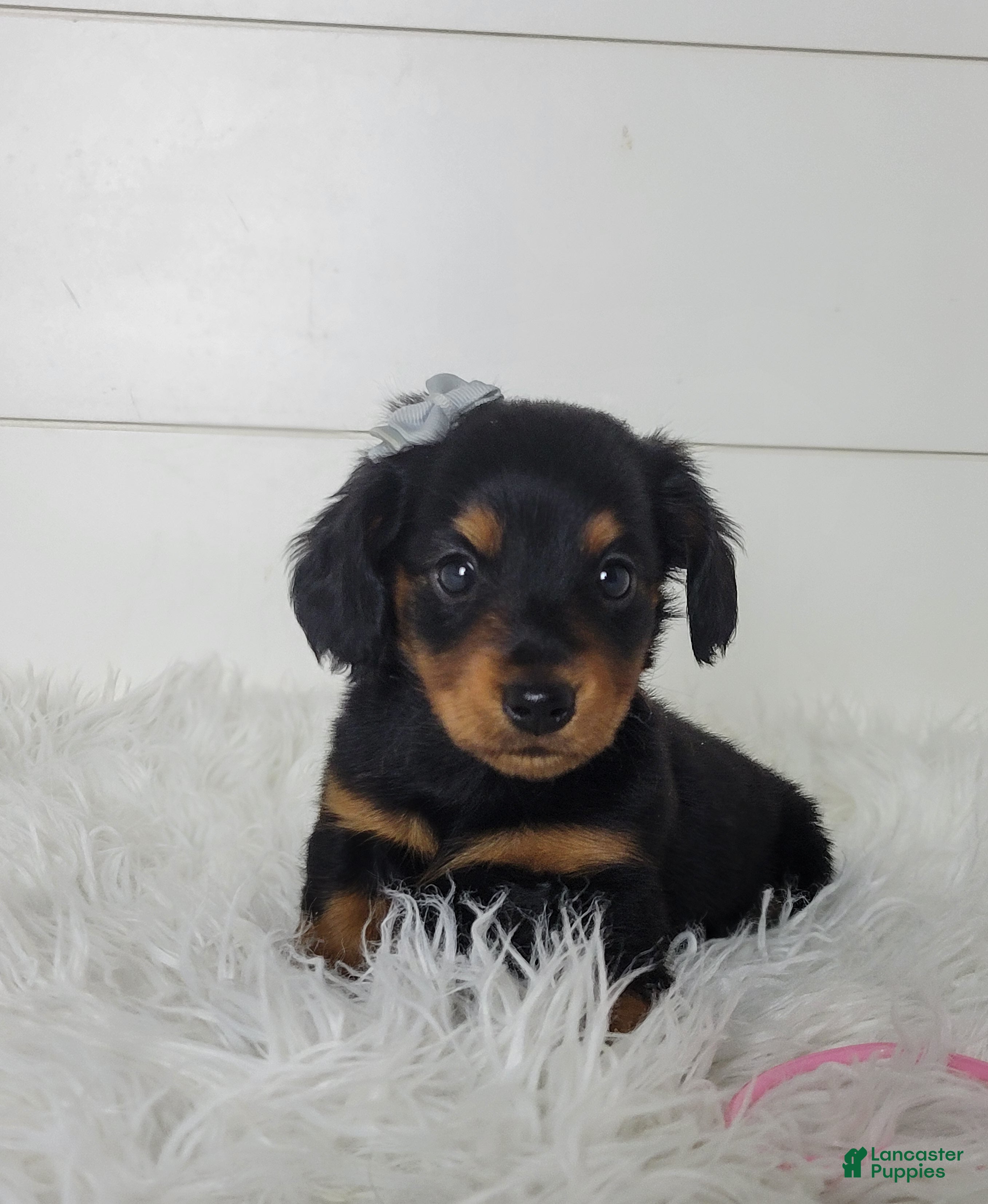 Miniature Dachshund dogs Miniature Dachshund Puppy 2 - Ad 1