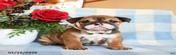 English Bulldog dogs for sale: Sailor - Ad 2