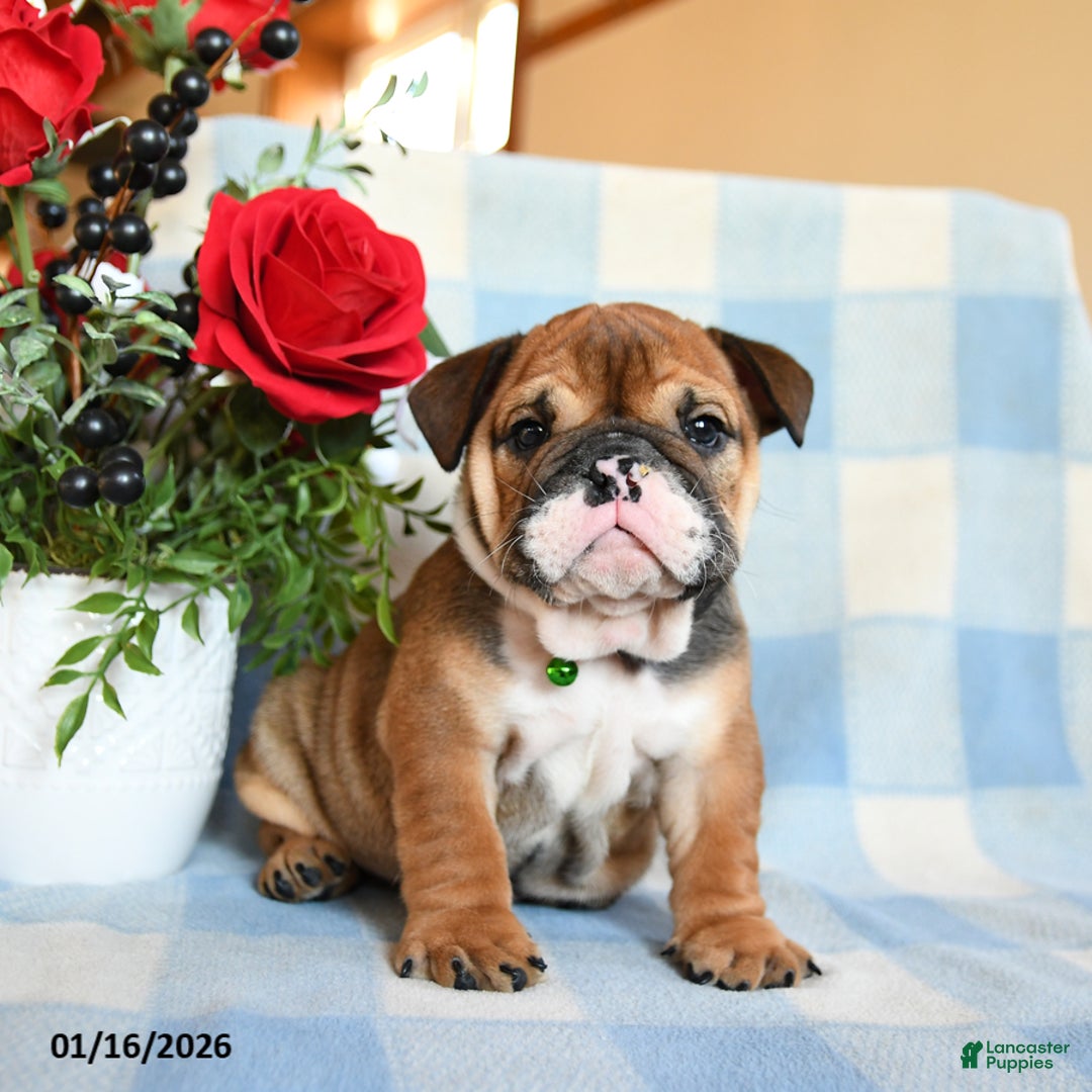 English Bulldog dogs for sale: Sailor - Ad 2