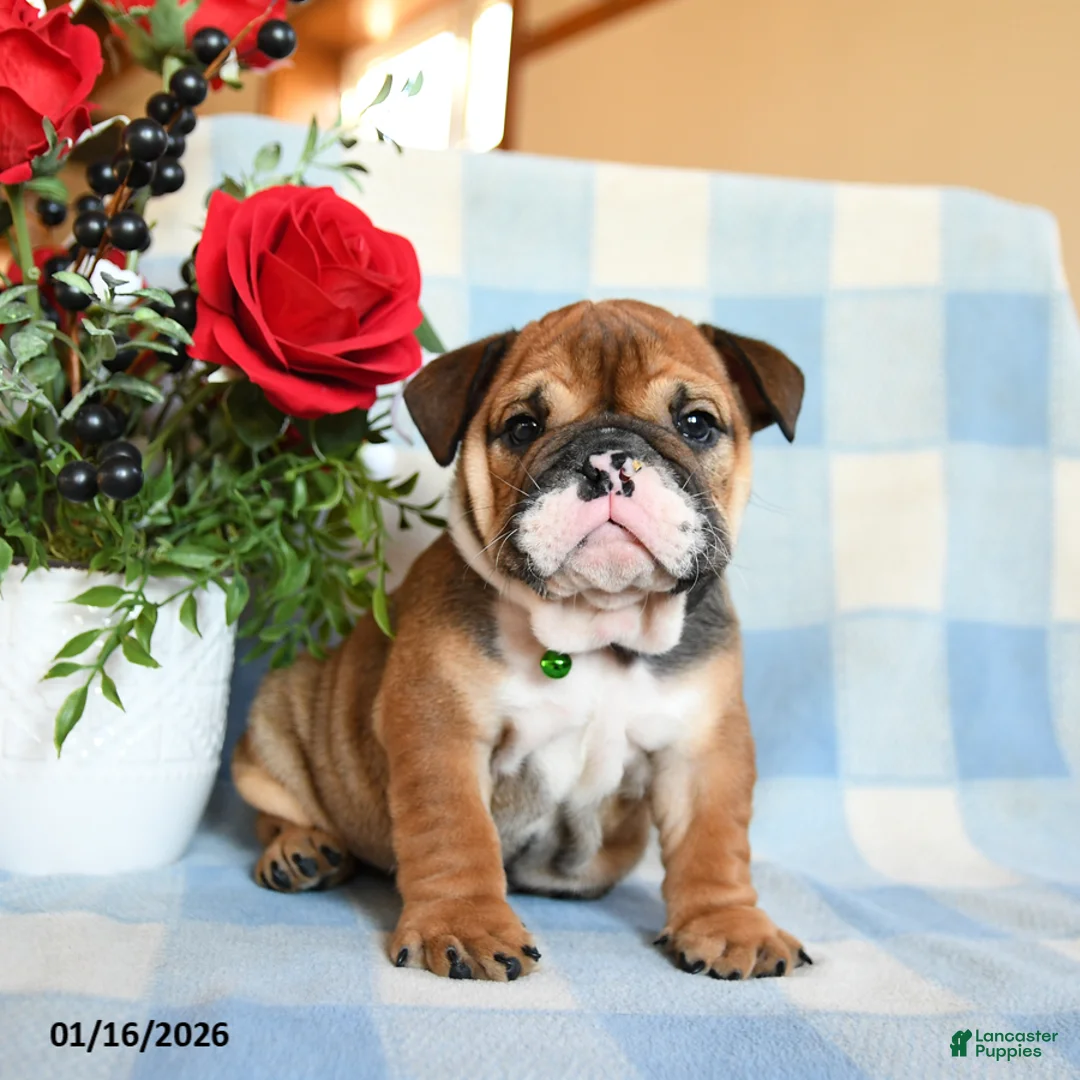 English Bulldog dogs for sale: Sailor - Ad 2
