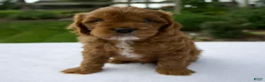 Rusty