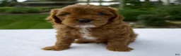 Cavapoo dogs for sale: Rusty - Ad 1