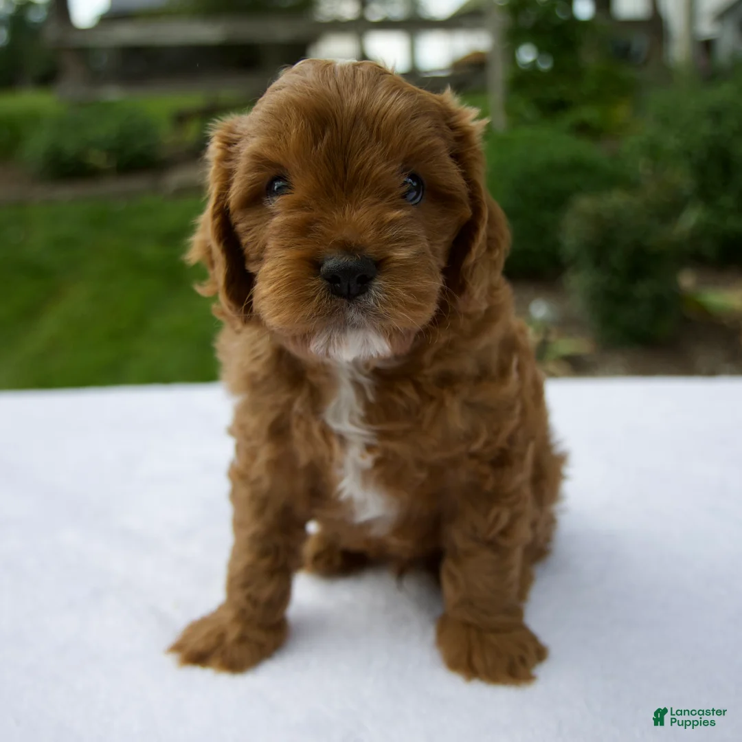 Cavapoo dogs for sale: Rusty - Ad 1