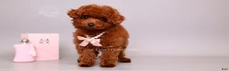 Toy Poodle dogs for sale: Elodie Red Teacup - Ad 5
