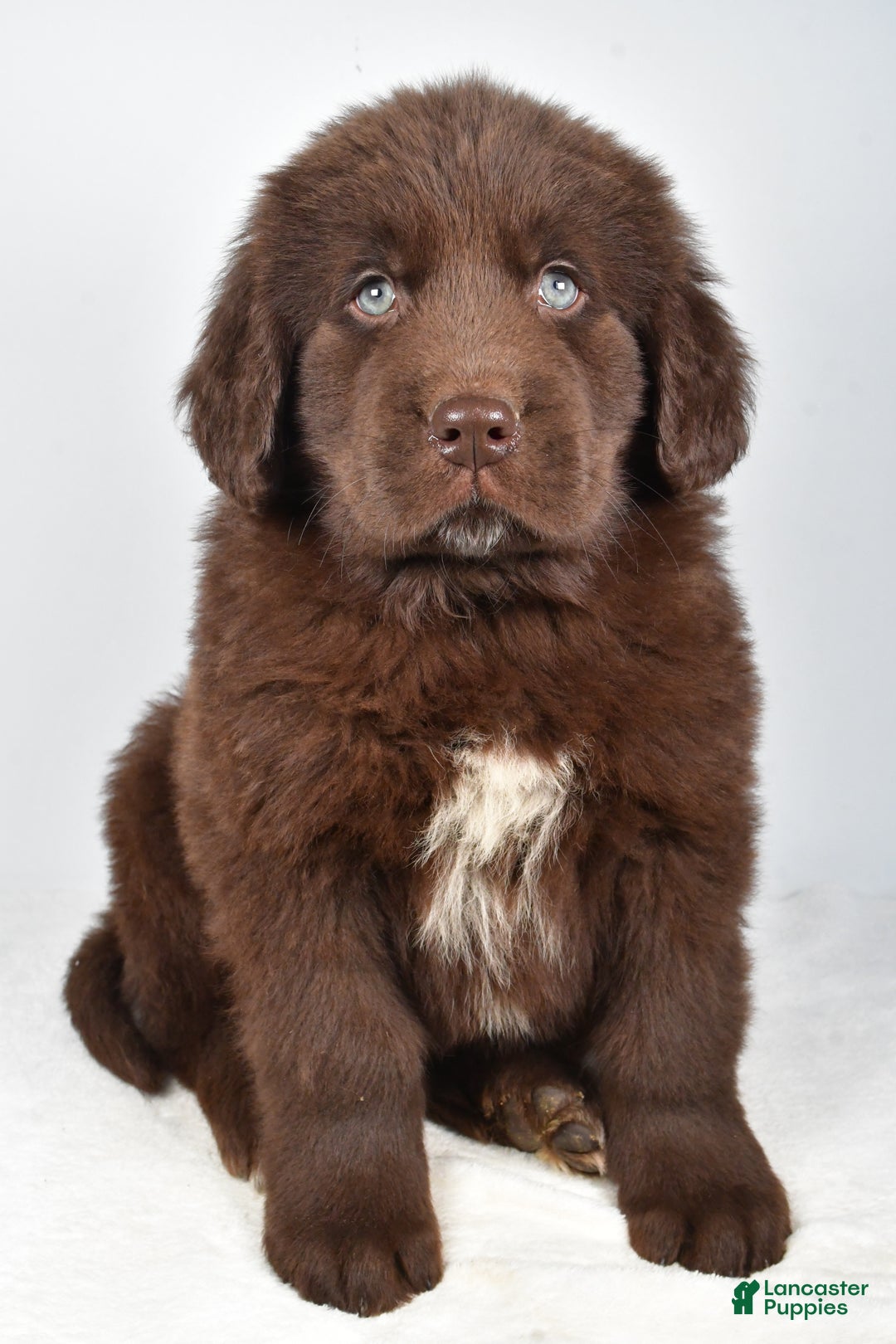 Newfoundland dogs for sale: Patrick - Ad 6