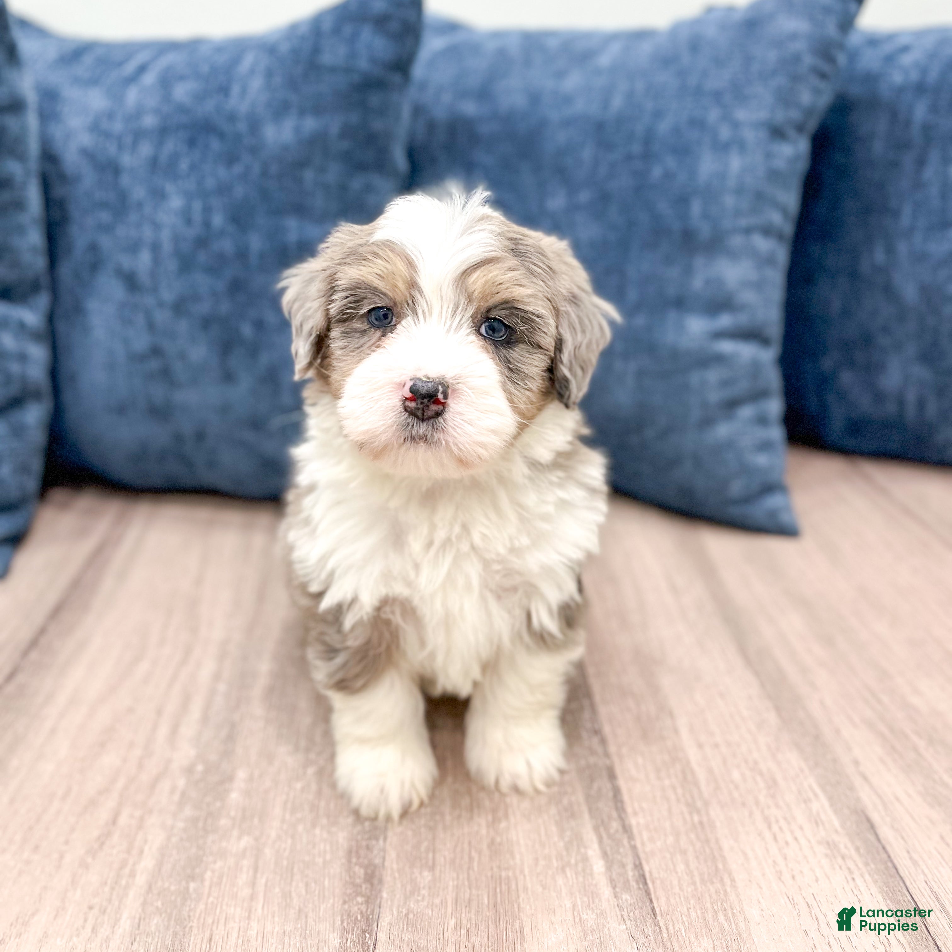 Mini Bernedoodle dogs Bentley - Ad 2