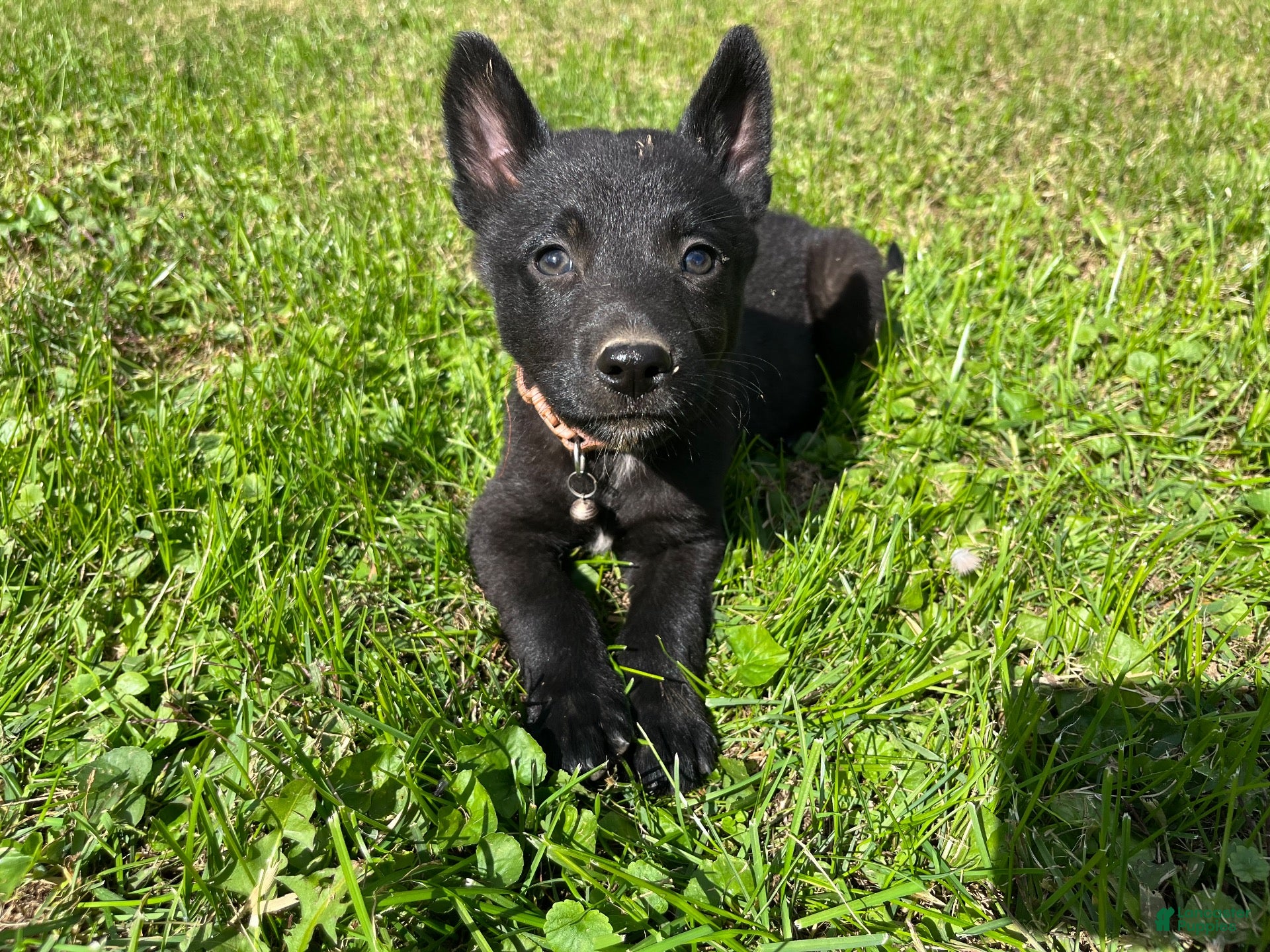 Mixed Breed dogs Mixed Breed 2 - Ad 2