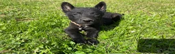 Mixed Breed dogs for sale: Mixed Breed 2 - Ad 2