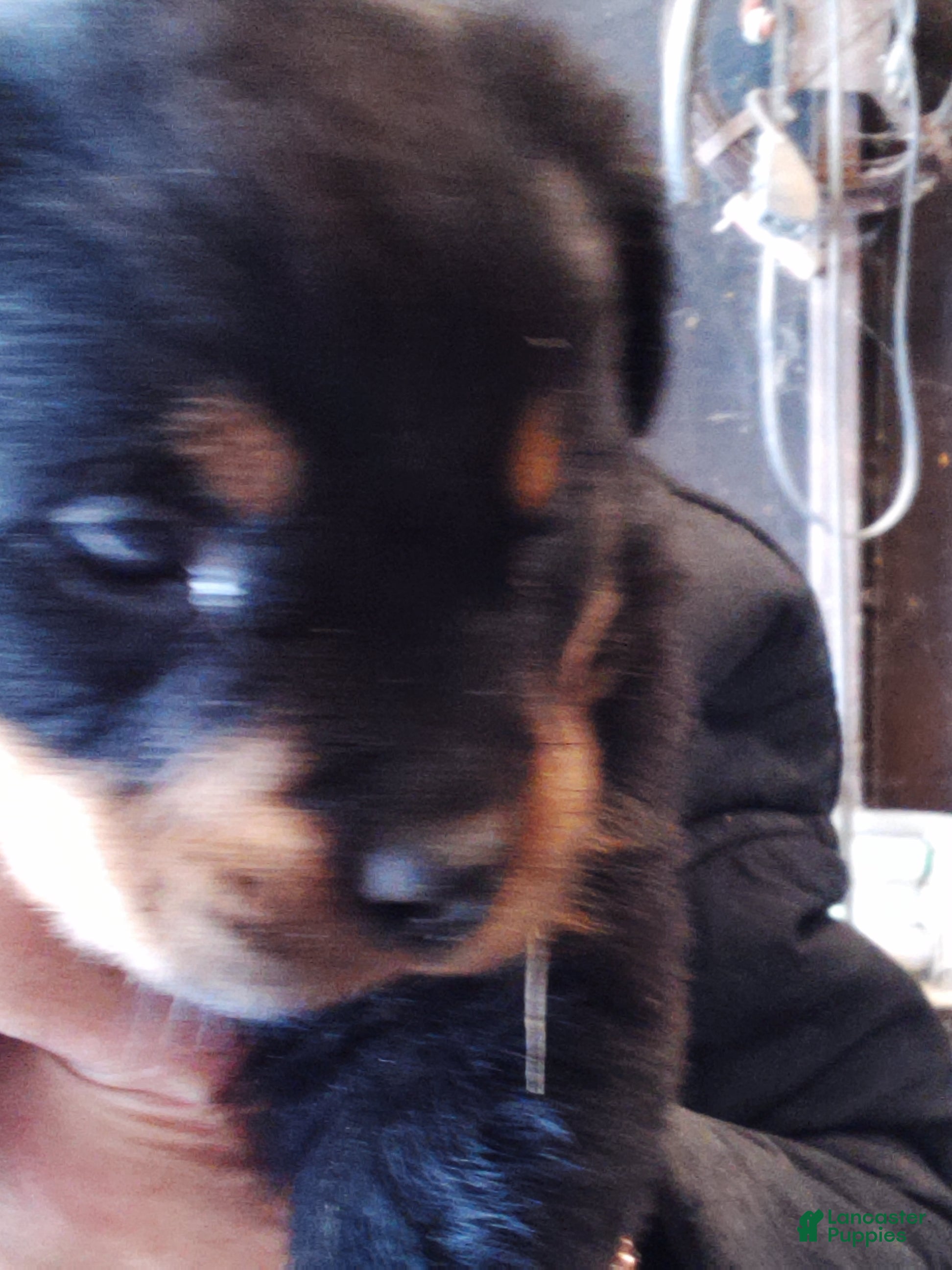 Rottweiler dogs Rottweiler Puppy 4 - Ad 24