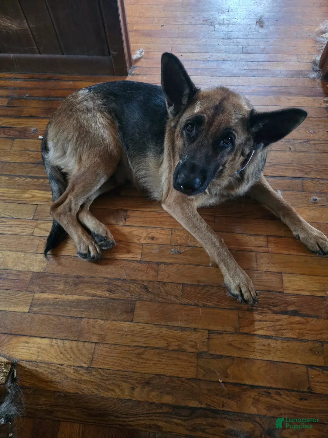 Gerberian Shepsky dogs for sale: Rocco - Ad 3