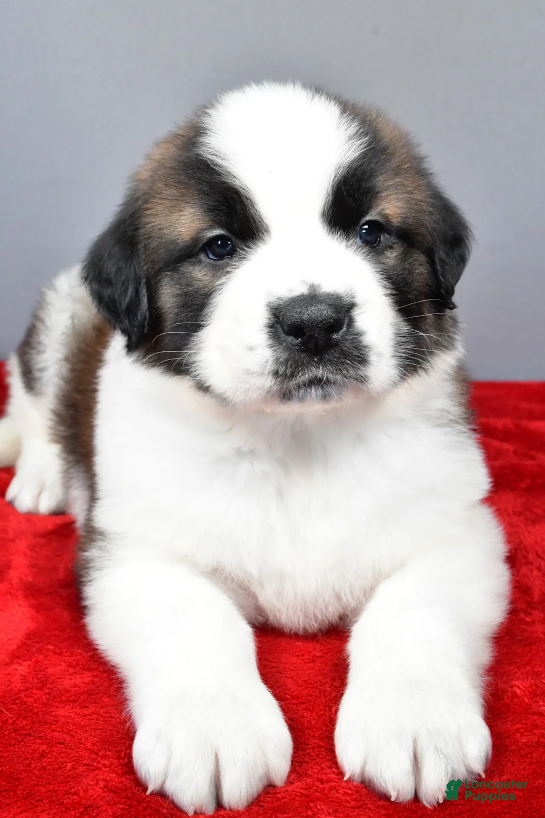 Saint Bernard dogs for sale: amber - Ad 3