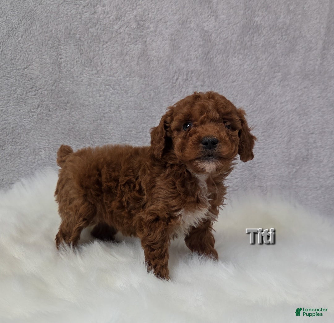 Miniature Poodle dogs for sale: Titi - Ad 3