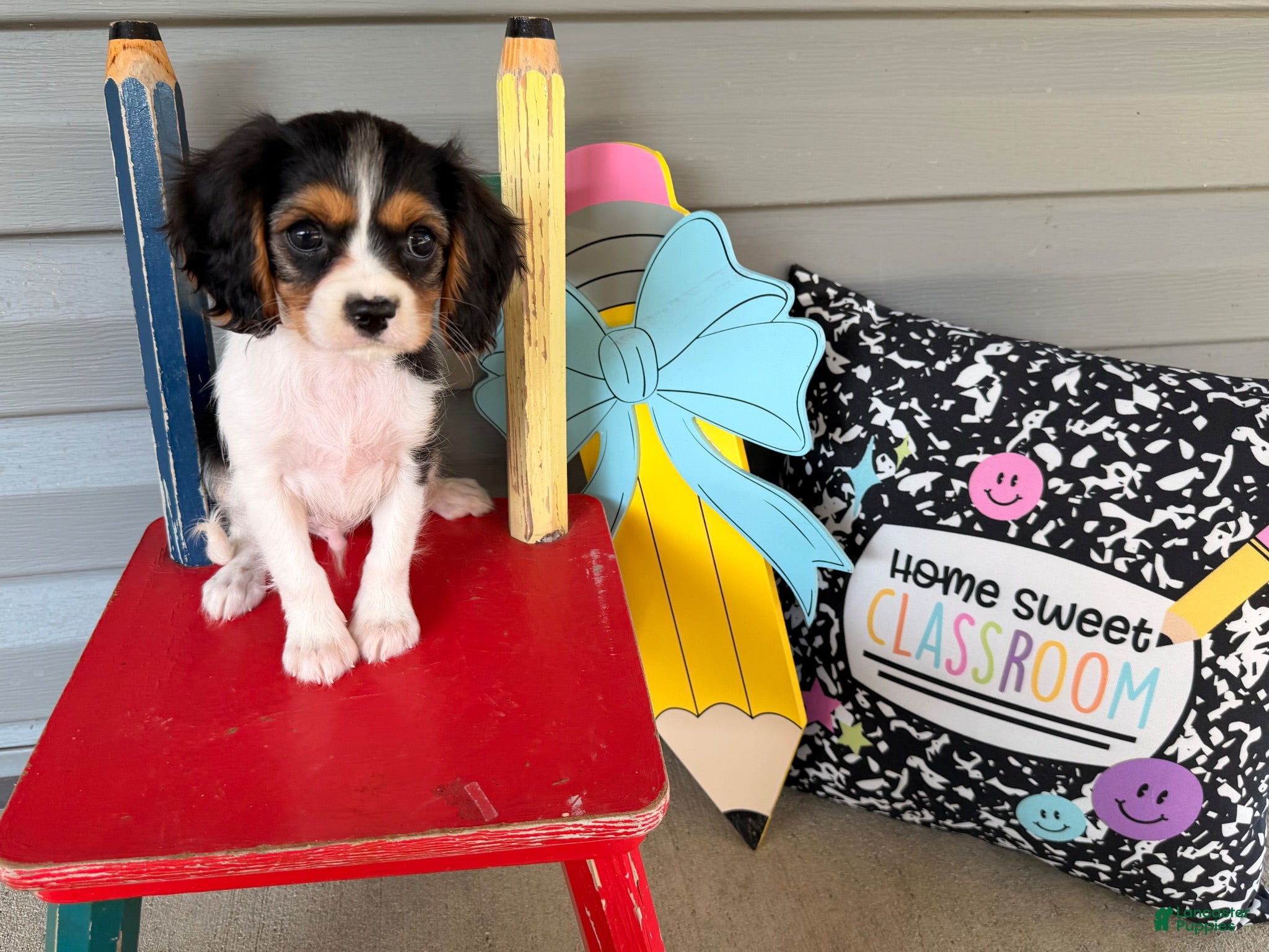 Cavalier King Charles Spaniel dogs for sale: Scout - Ad 2