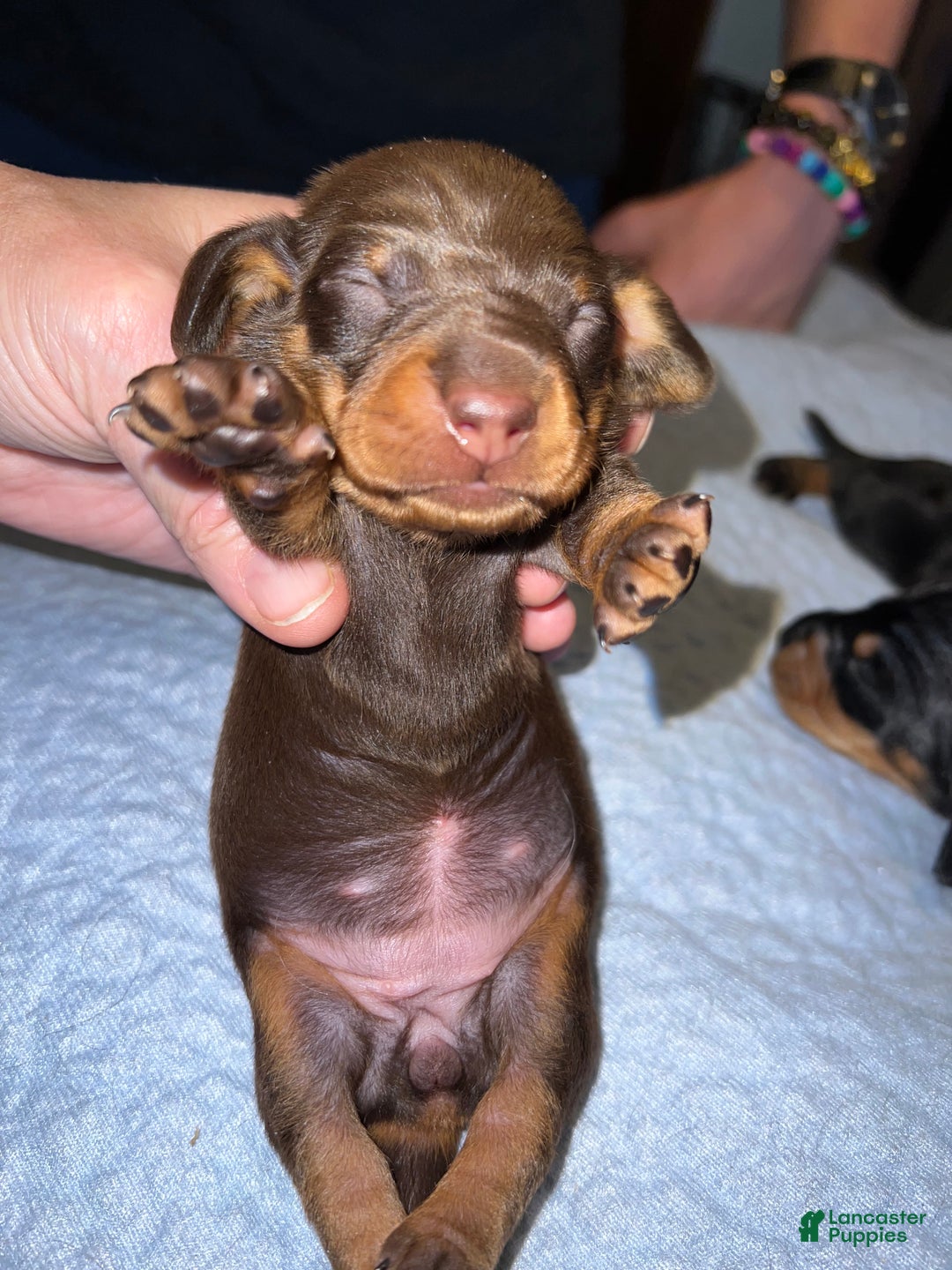 Miniature Dachshund dogs for sale: Smooth Russian girl both parents are champions  - Ad 1